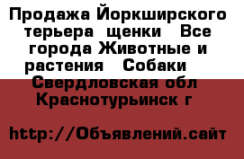 Продажа Йоркширского терьера, щенки - Все города Животные и растения » Собаки   . Свердловская обл.,Краснотурьинск г.